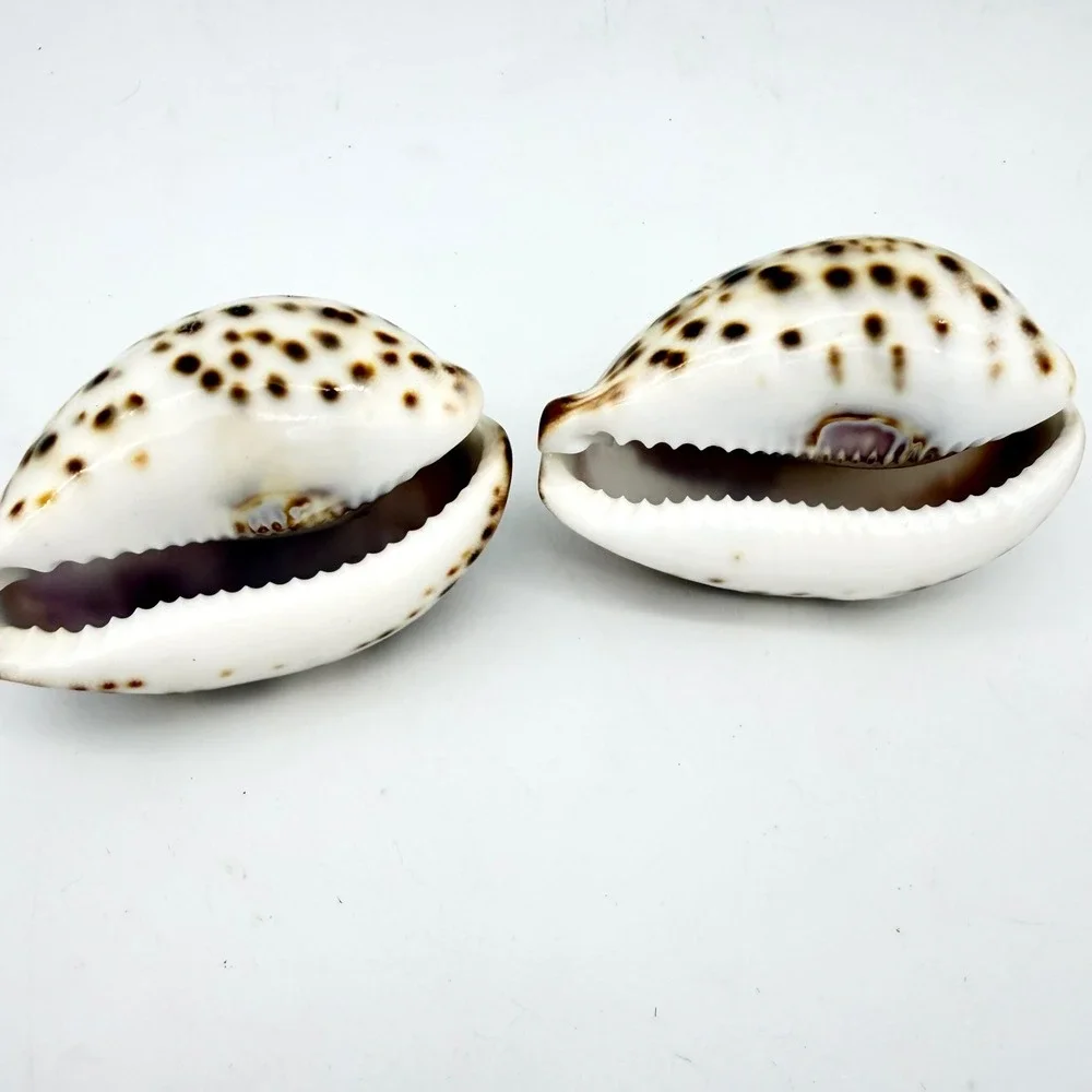 Vintage Carved Tiger Cowrie Shell‎ Pair Pelican Seahorse Cameo Coastal Estate